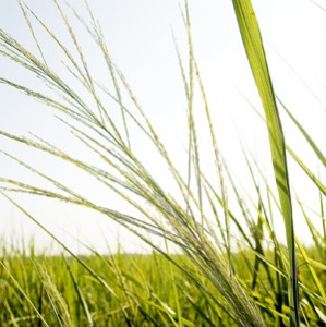 grassenergy